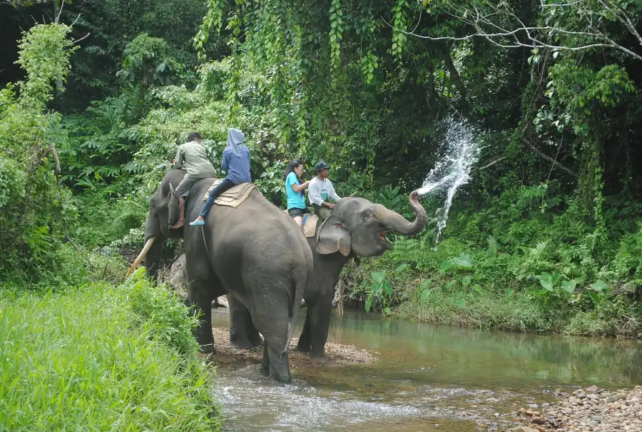 Elephant patrol bathing in a river, Bukit Barisan Selatan National Park