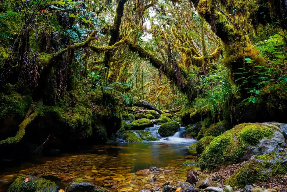 Mossy rainforest stream in Gunung Leuser, Sumatra