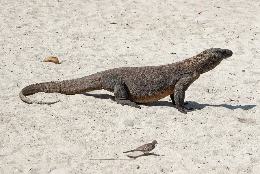 Komodo dragon walking on the sand, Komodo Island