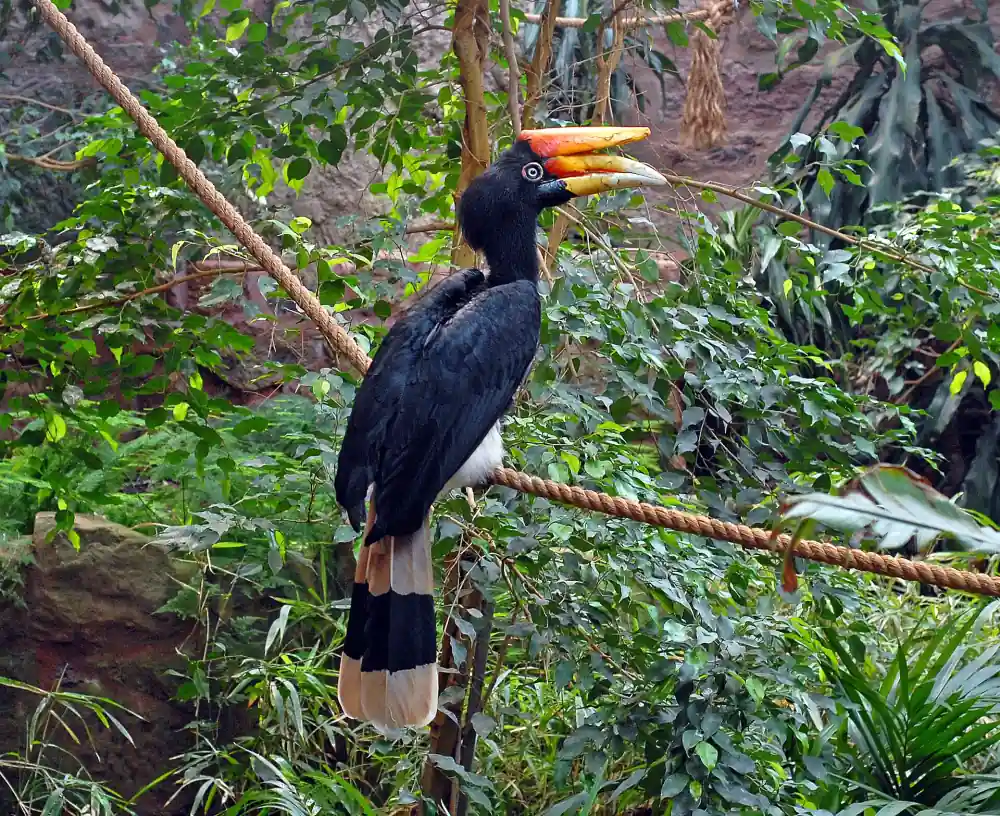 Rhinoceros hornbill perched on a branch