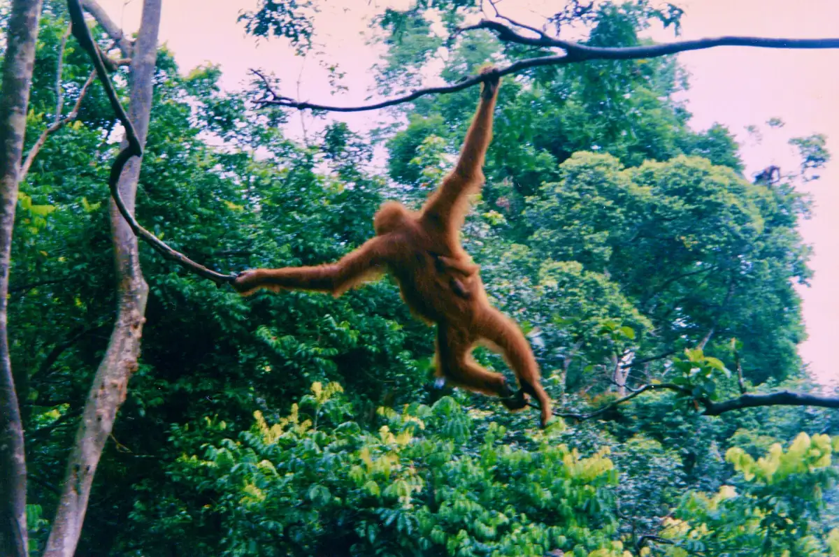 Sumatran orangutan swinging through the forest canopy