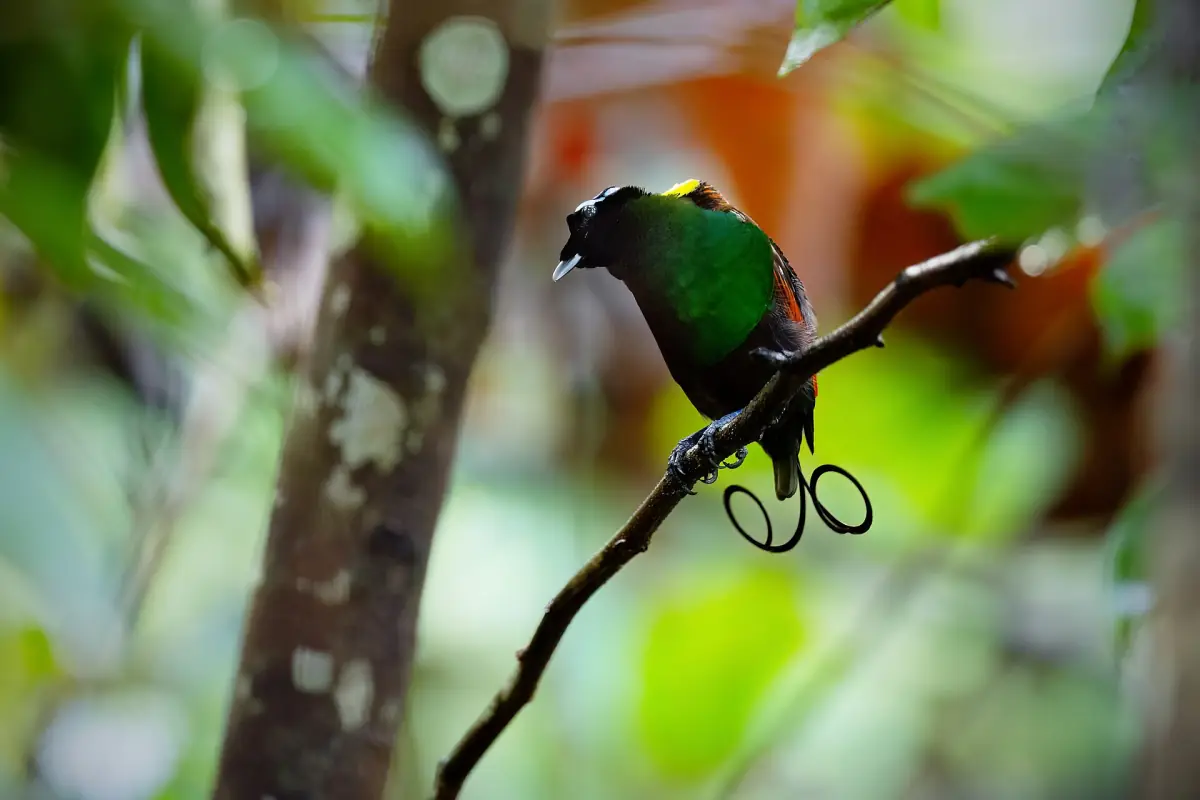 Wilson’s bird-of-paradise perched on a branch